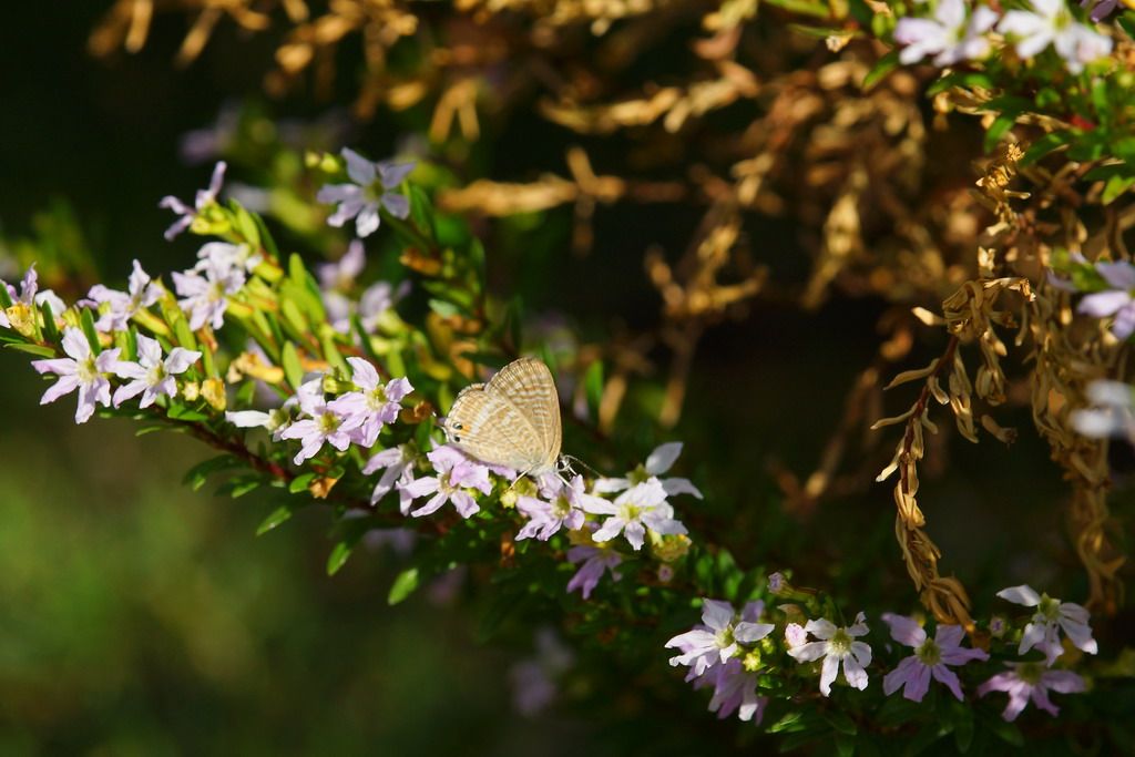 Lampides boeticus e Leptotes pirithous